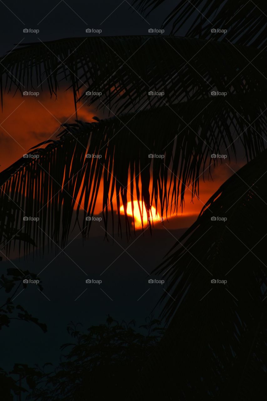 Beautiful sunset through coconut leaf blades.