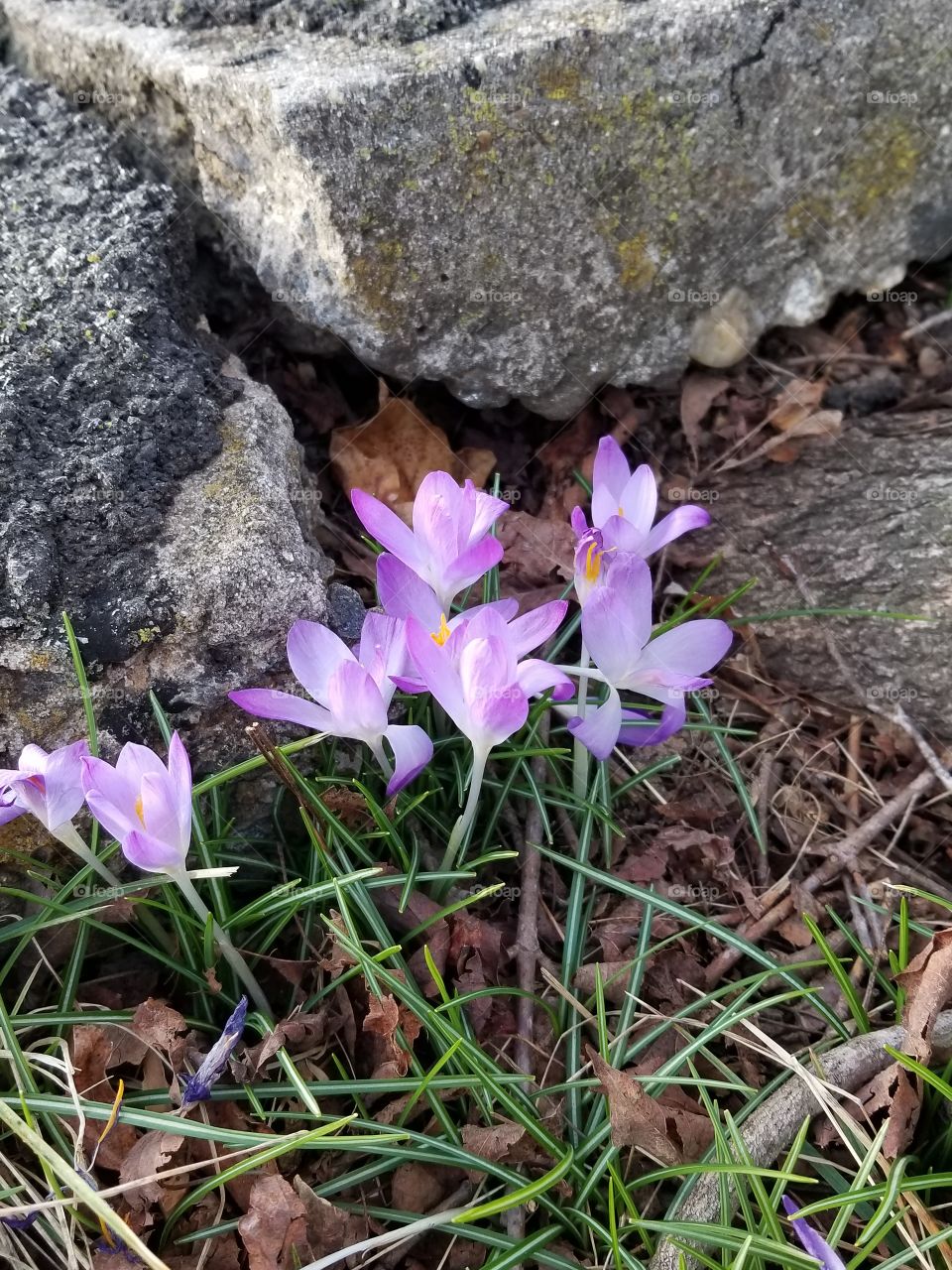 First flowers of spring
