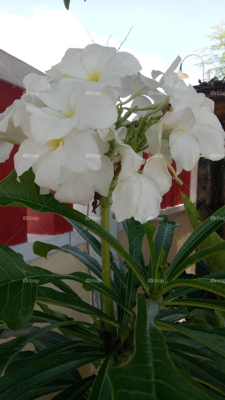 white flower