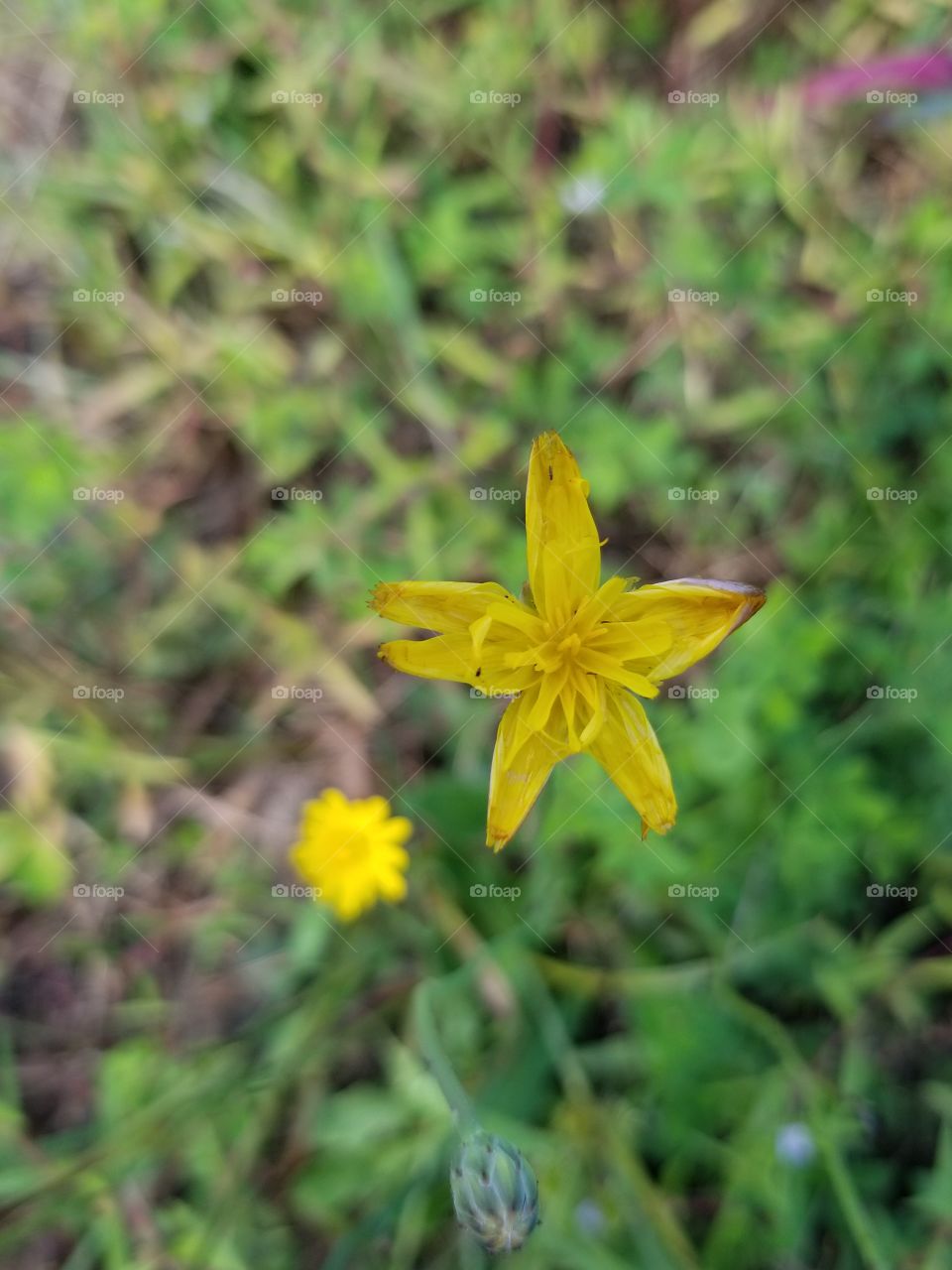 tiny flower