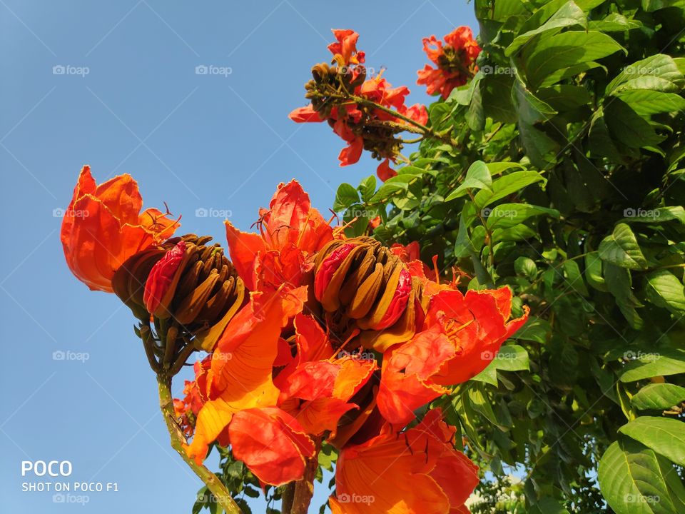 a photo of blooming flowers