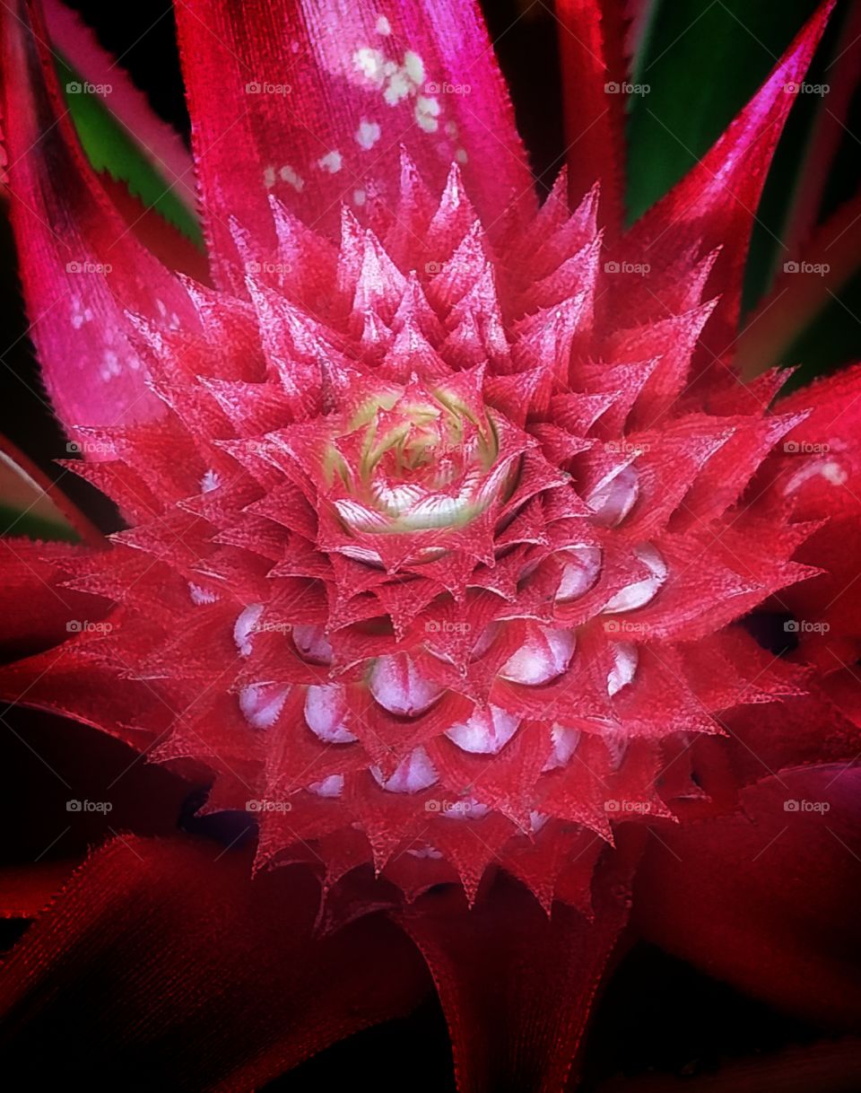 red pineaple flower