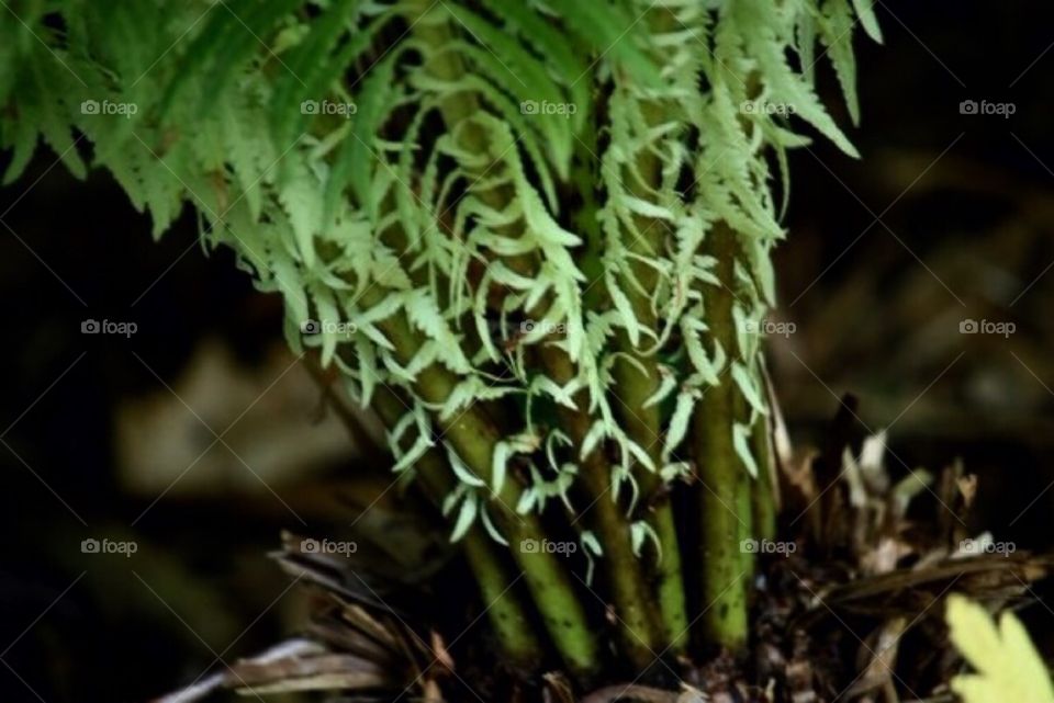 Close up fern 
