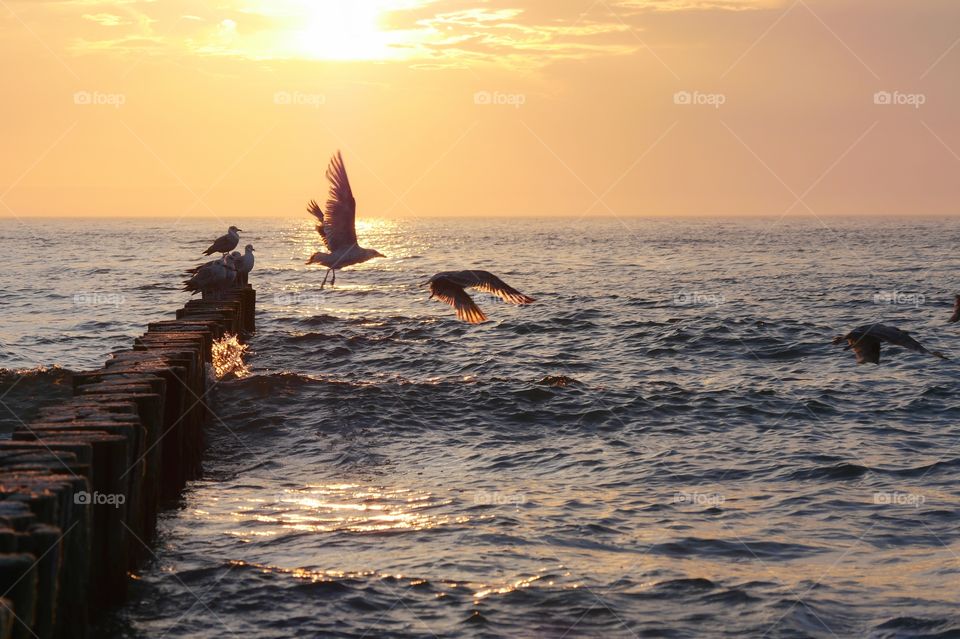 Seagulls in flight