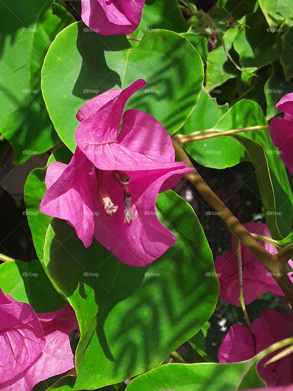 bougainvillea in the Dominican Republic