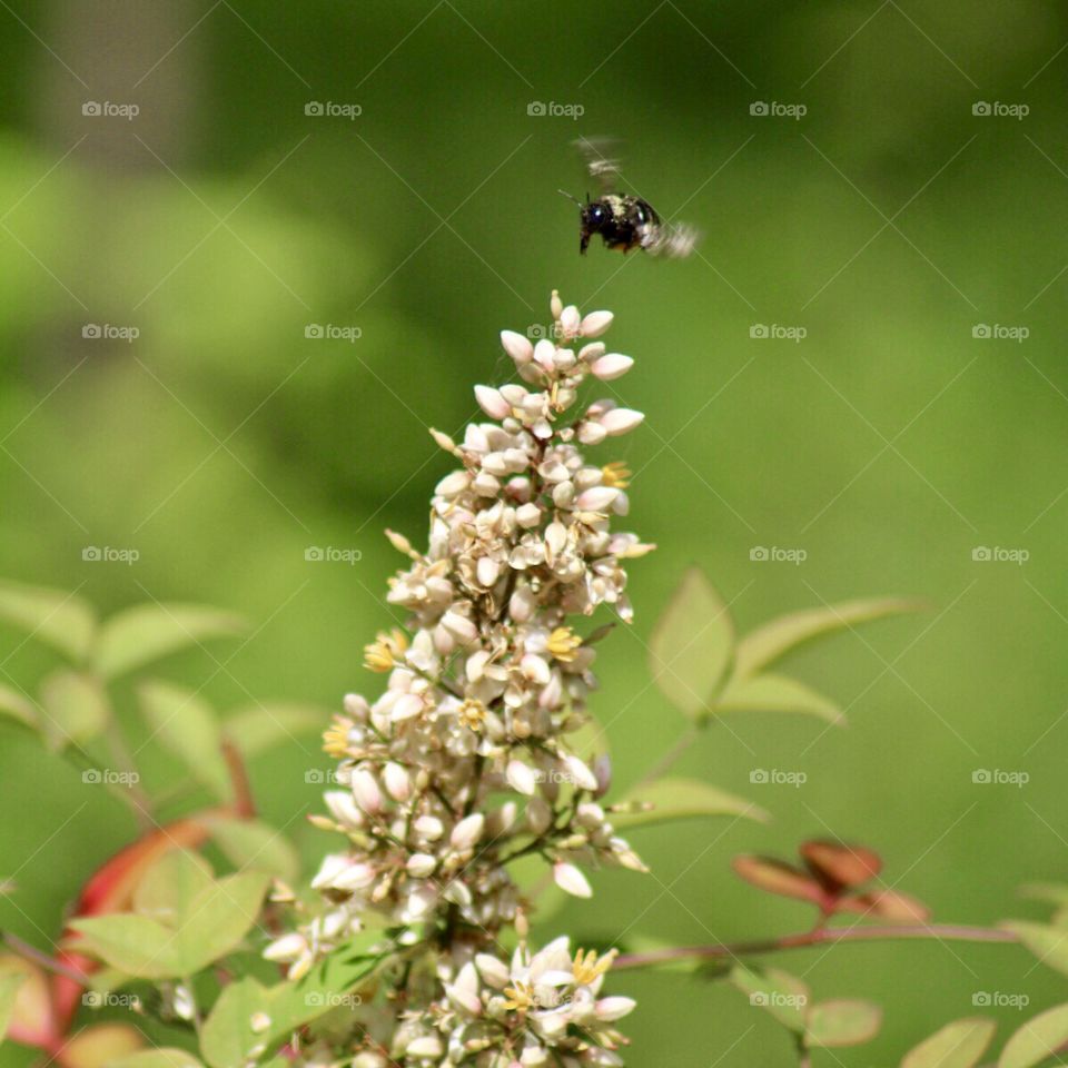 Pollination Bee And Nandina Bush Berry Blooms 