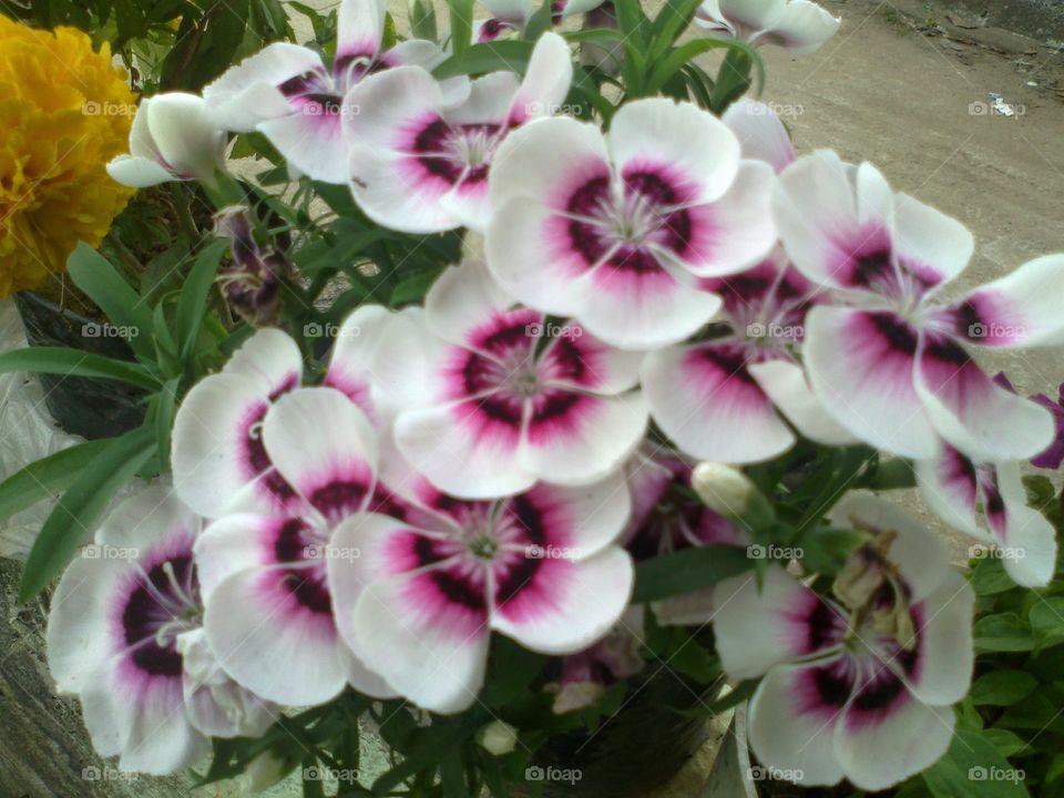 beautiful white colored flowers