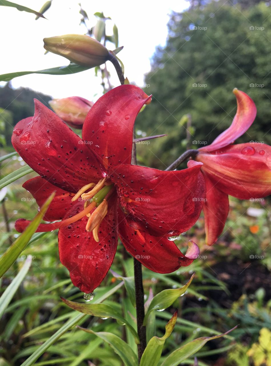 Red lilies 
