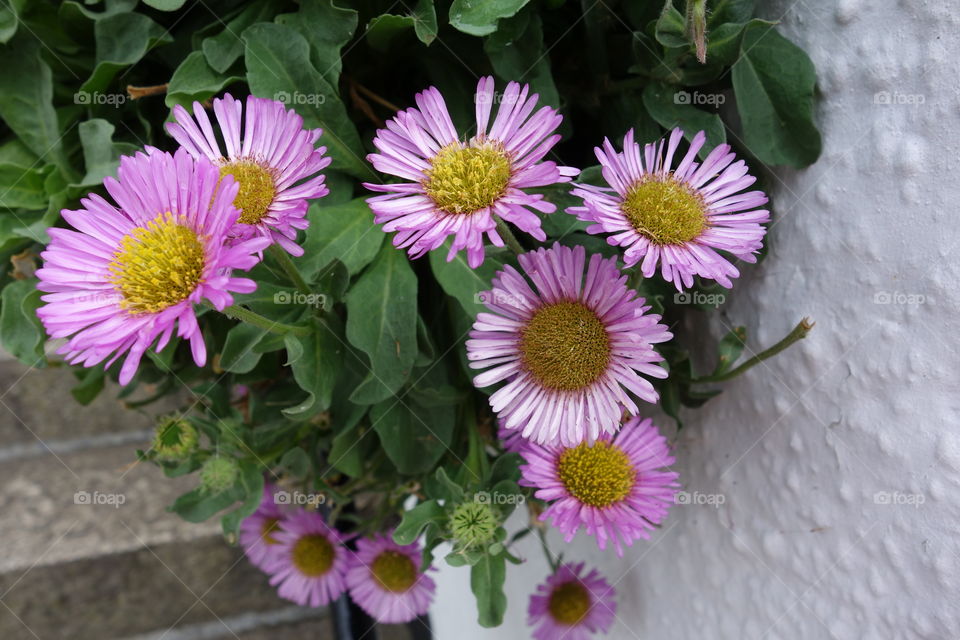 Pink and seaside daisies.