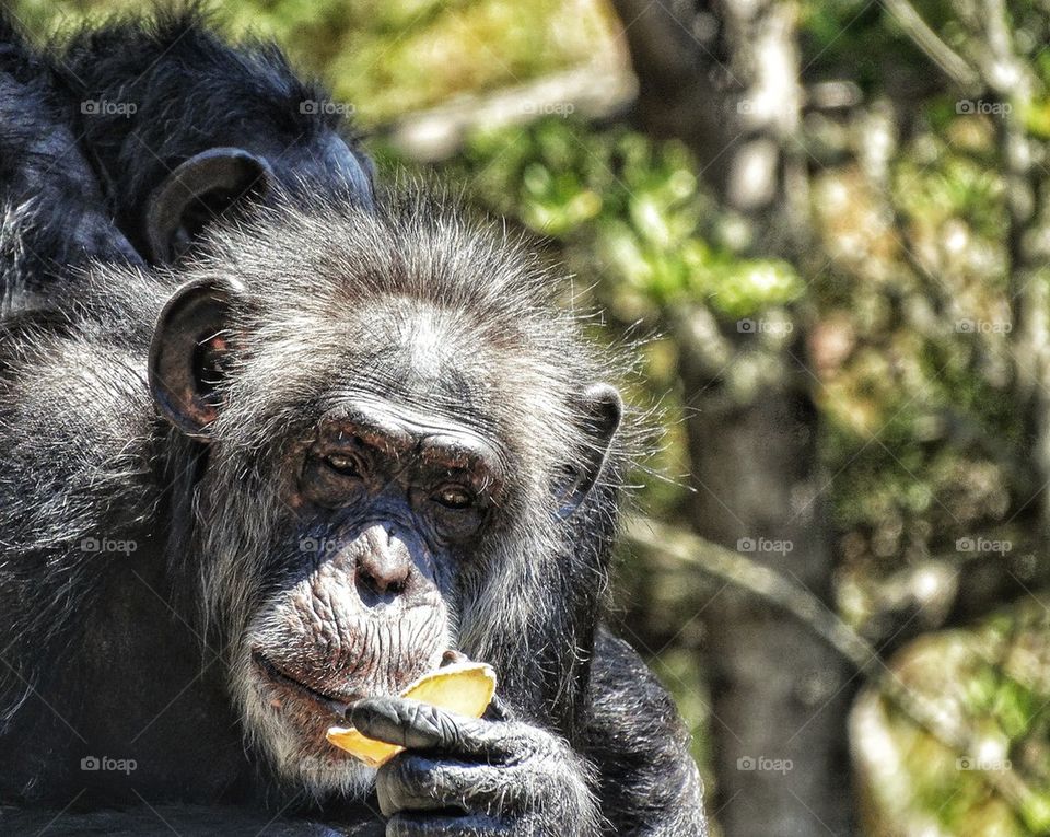 Chimpanzee Eating A Snack