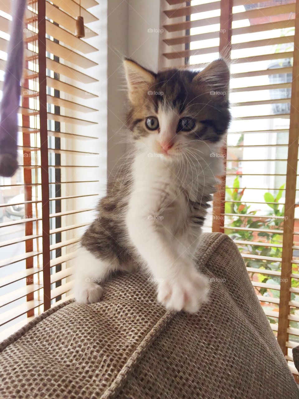 Kitten 
