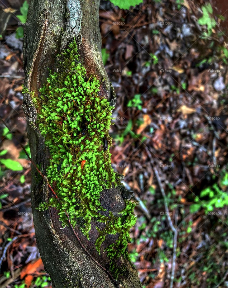Neon Moss