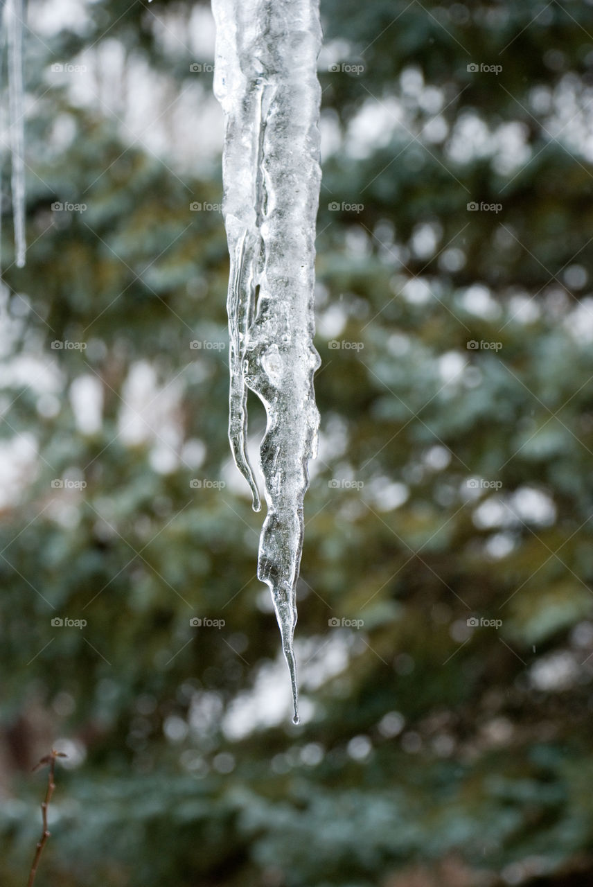 Winter Icicl