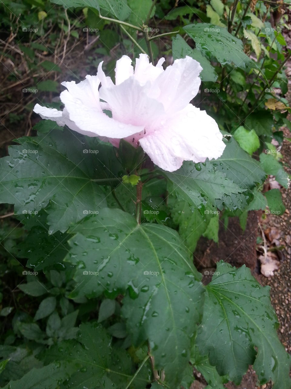 Leaf, No Person, Nature, Flora, Flower