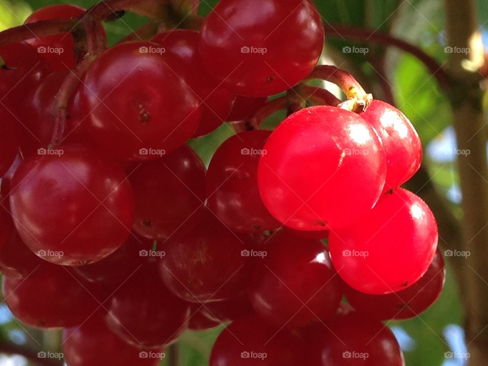 Red berries