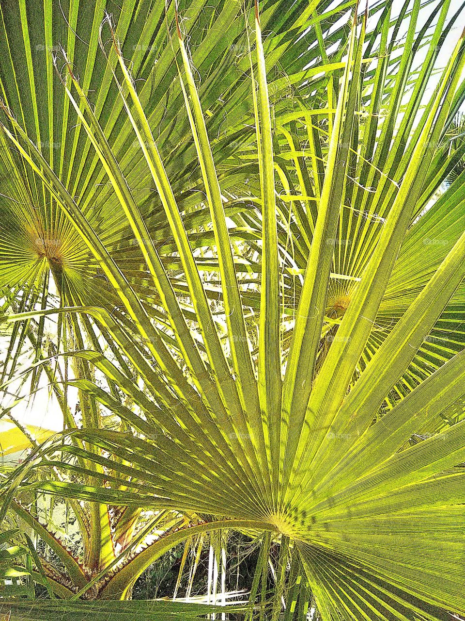 palms' leaves