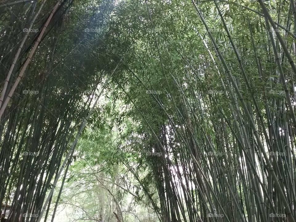 Bamboo growth overhead a walking path.