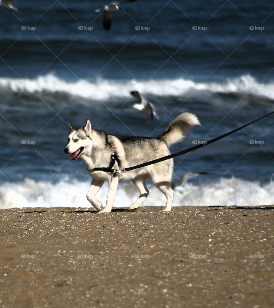 Dog walking on sandy beach
