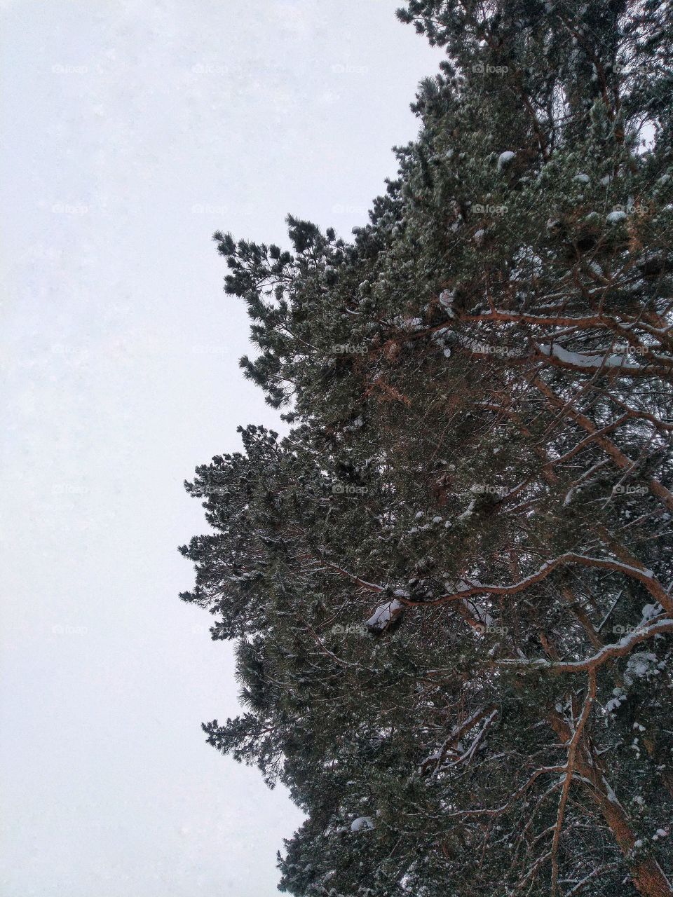 Russia. trees. forest. branches. sky.