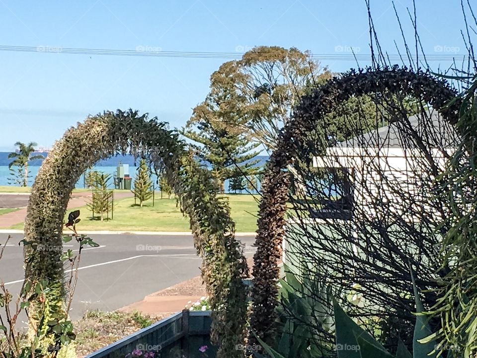 Heart shaped shrub