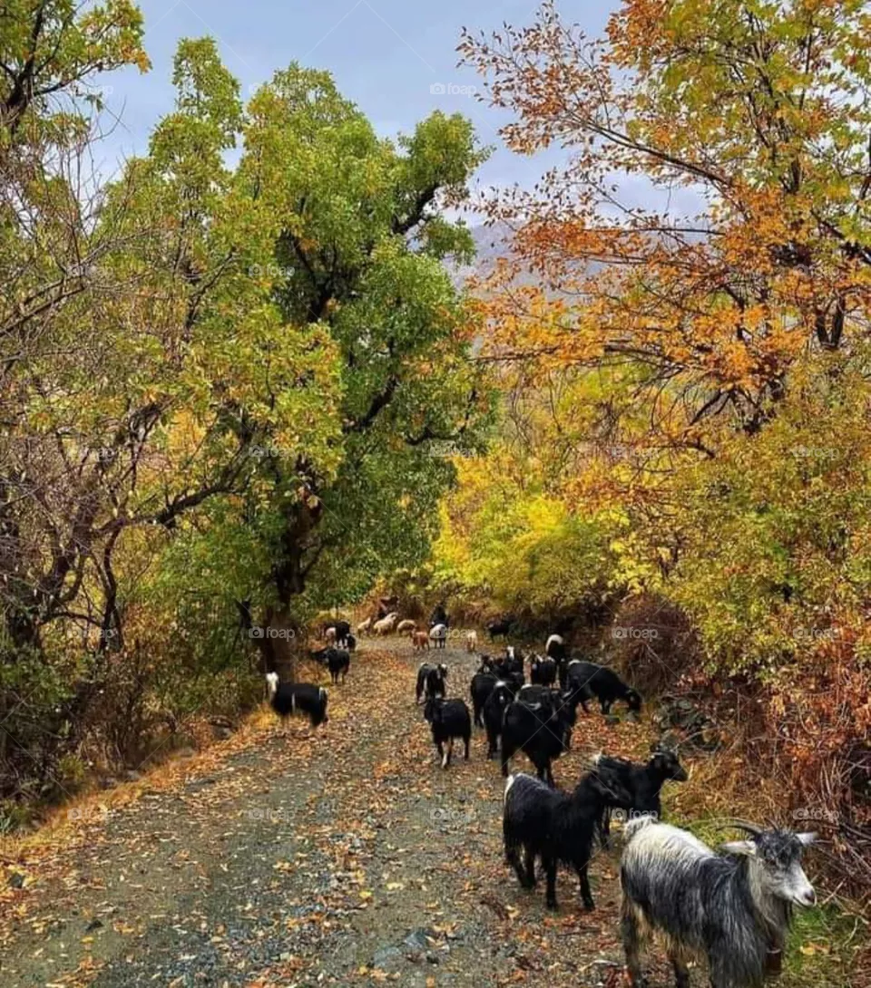 in autumn