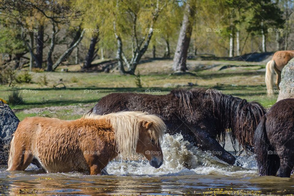 Shetland ponies playing together