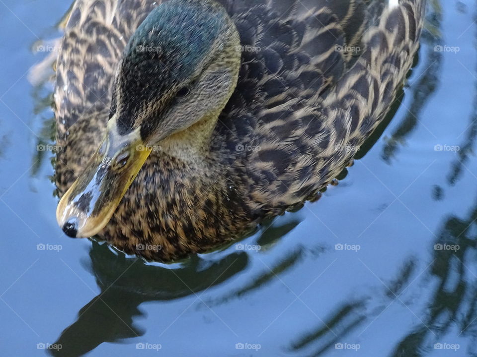 Kurpark in Bad Wildbad