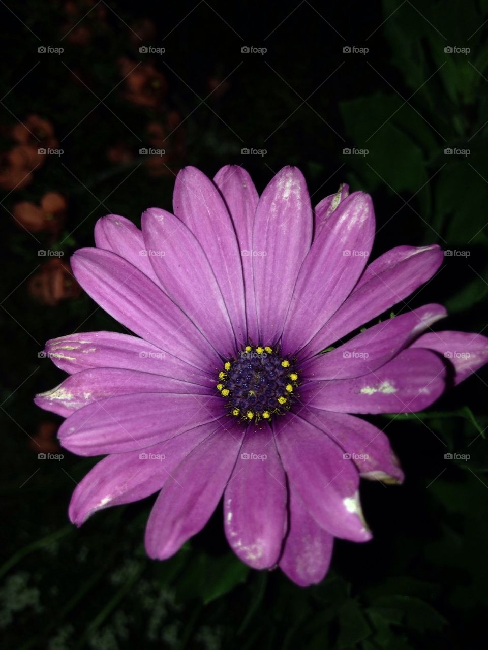 Gerber Daisy