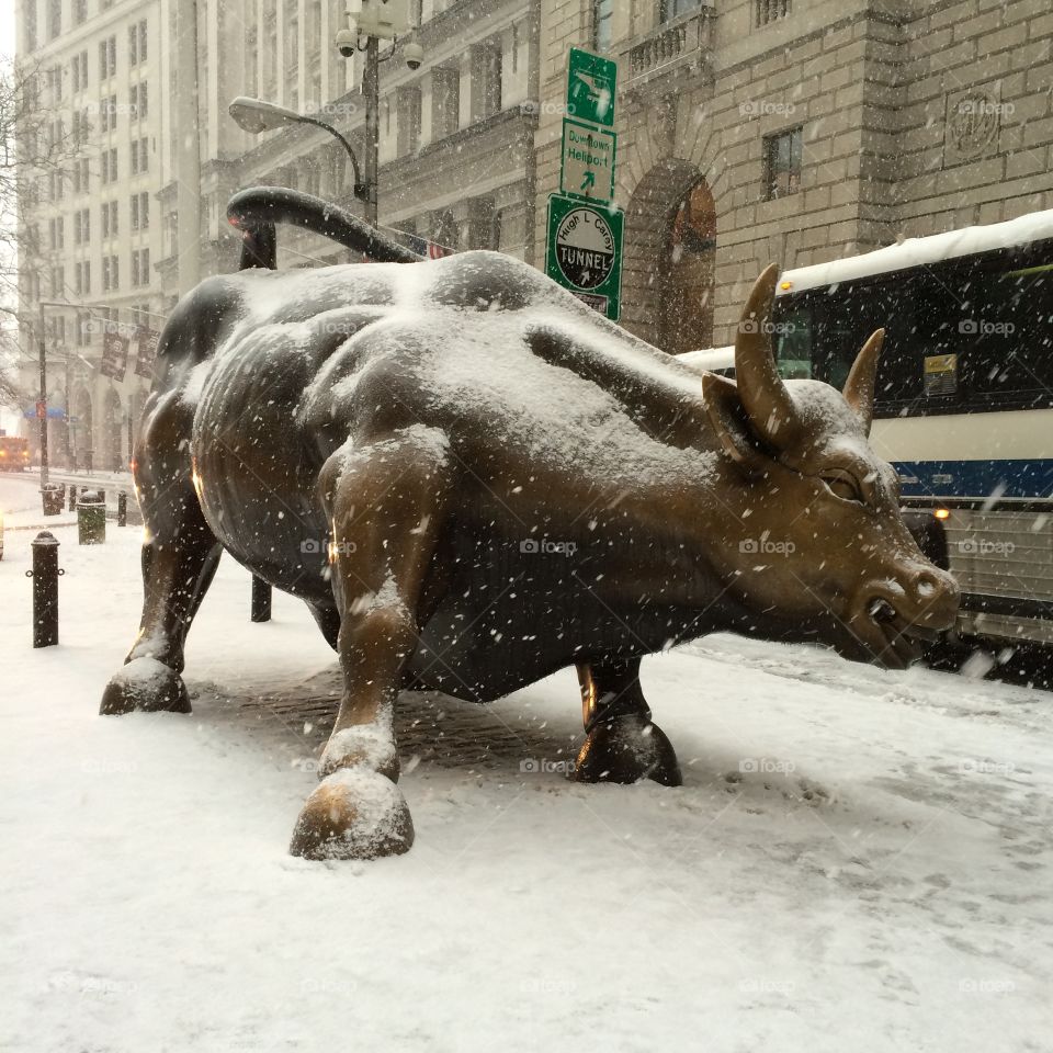 Charging Bull in Manhattan getting a dusting of snow. 