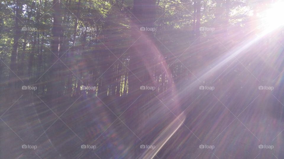 Sun light in forest