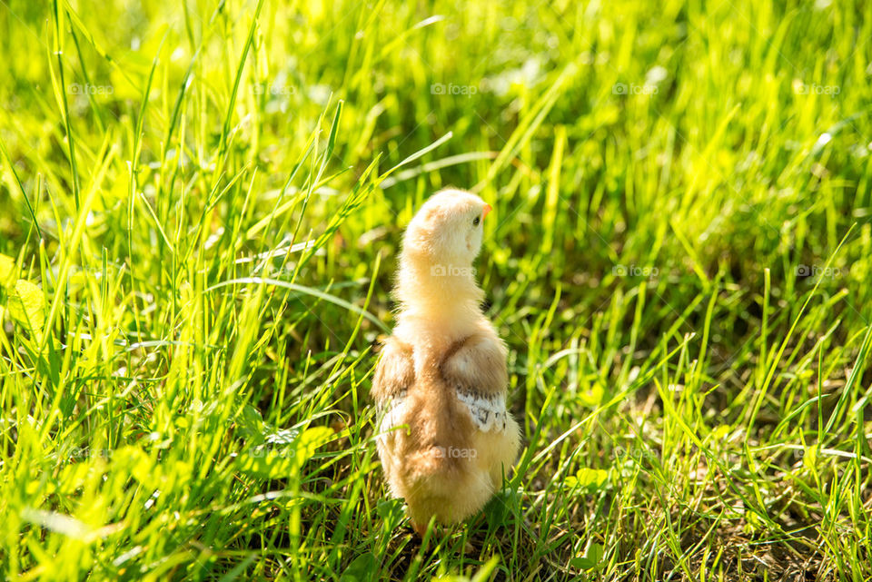 Baby chicken on grass