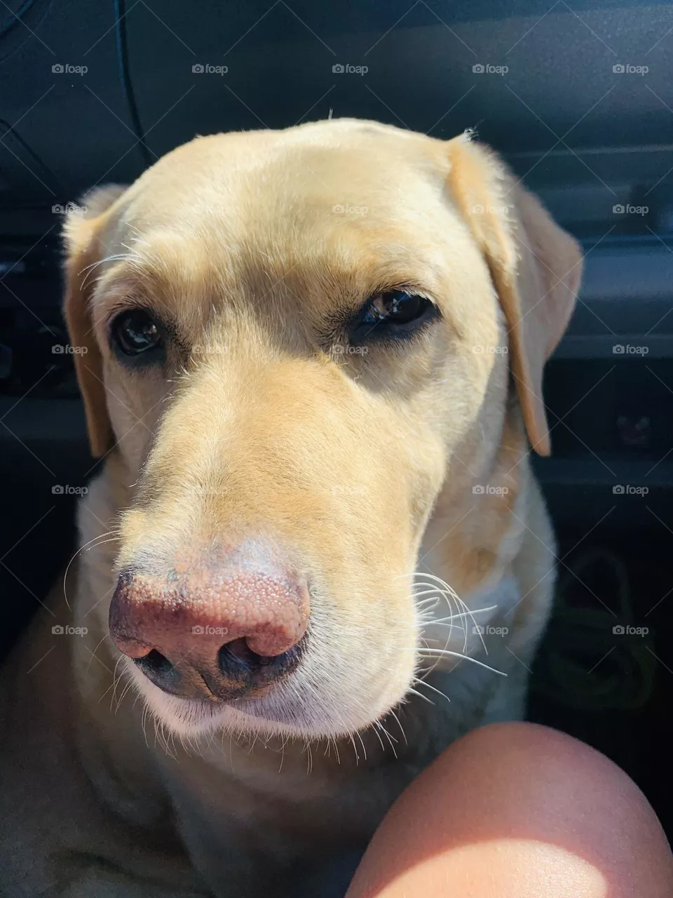 Labrador 
