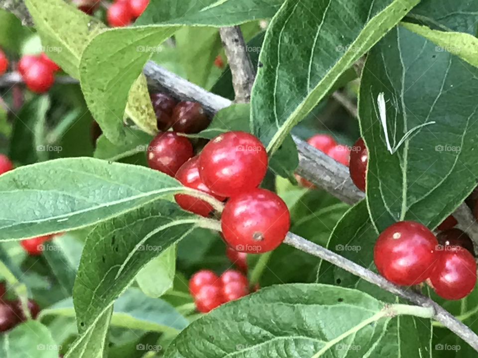 Common Honeysuckle, Wild red berries
