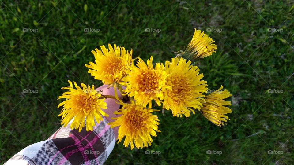 Dandelions