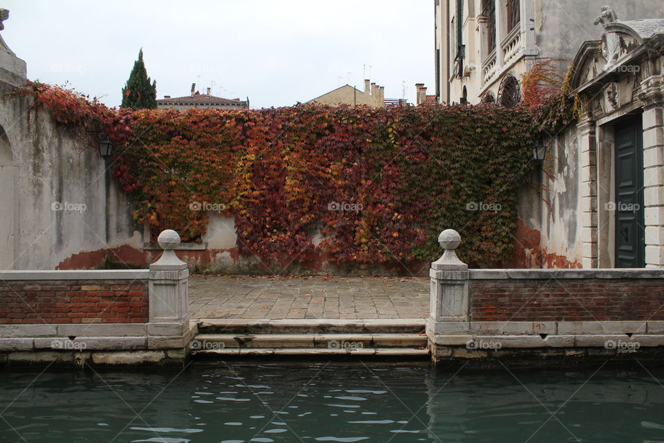 Ivy on a wall · Venice