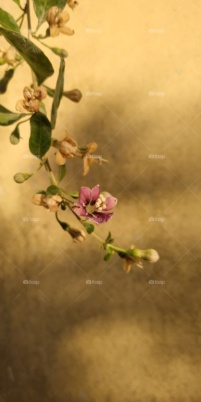This is a Flowering branch of Goji berries the photo was taken from my smartphone, with no effect with natural sunlight. It looks like a painting by an expressionist painter and instills great emotion.