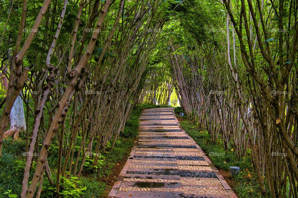 wooden path