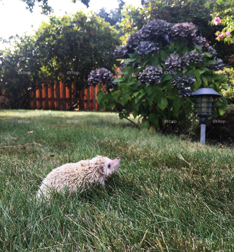 Hedgehog in the city. Took this photo of my hedgehog scrounging around my friends back yard. He really loves the purple hydrangeas. 