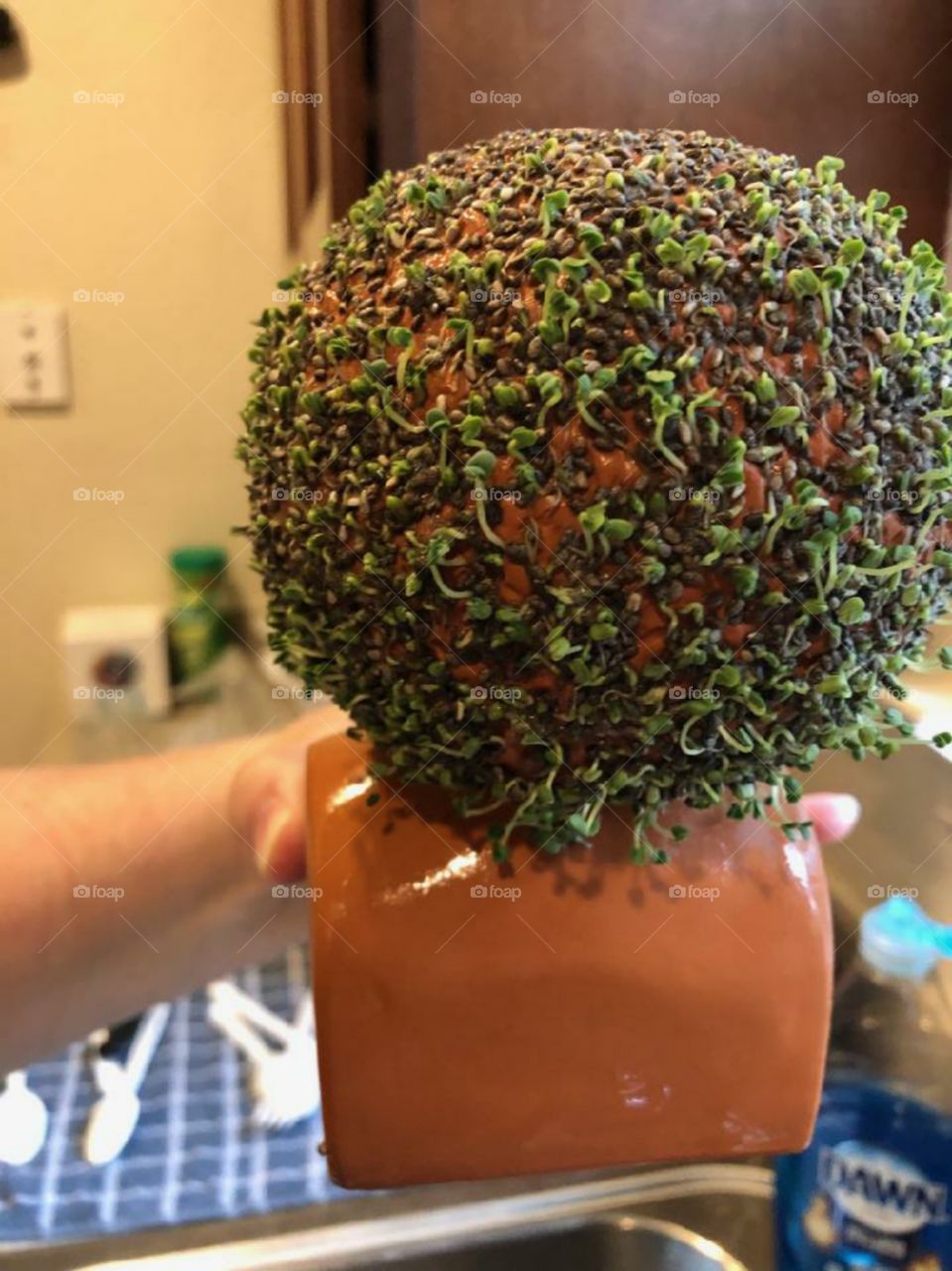 the back of Bob Ross's Chia Pet head! cant wait to see it full grown🤣