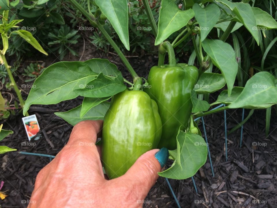 Green pepers
They're  ready!!  Fresh green peppers straight out of the garden. 