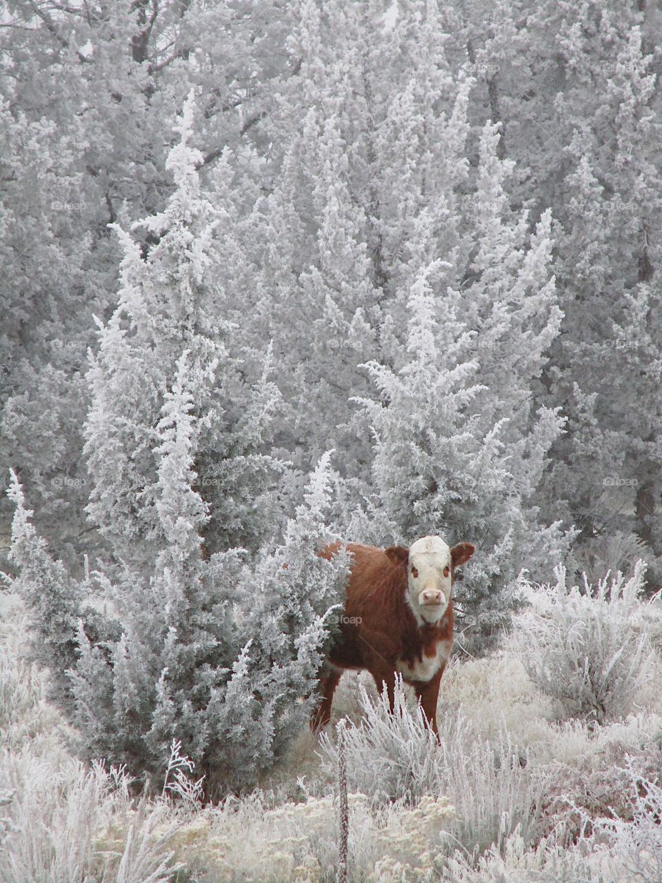 A cow in the cold winter morning frost on the ground, bushes, and juniper trees in Central Oregon. 