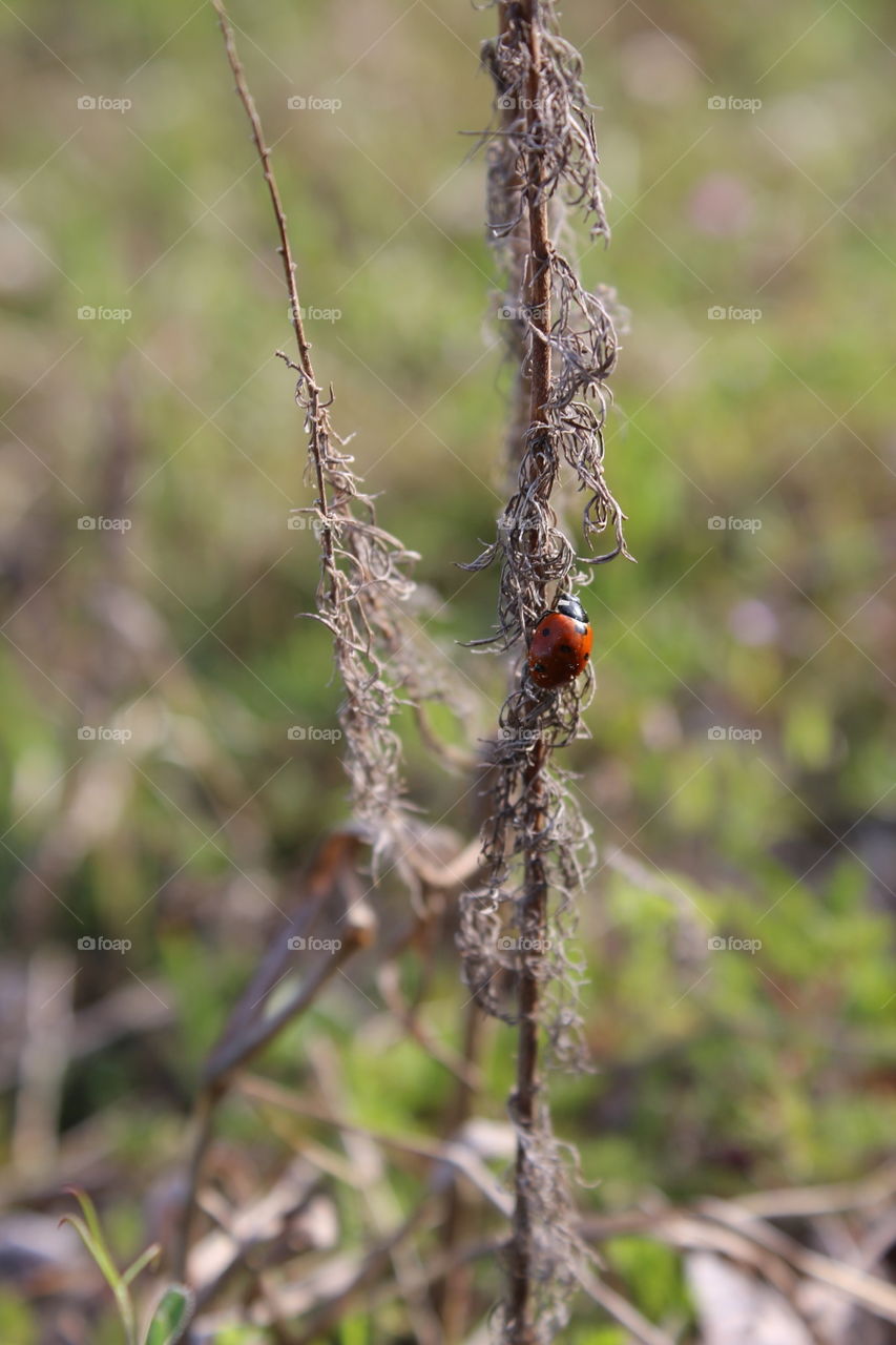 ladybug climbing high