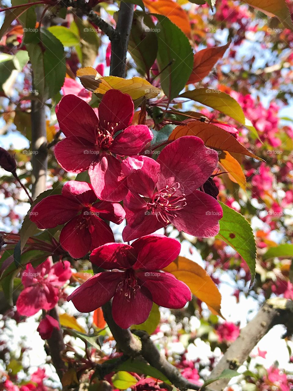 Pink apple tree blossom spring garden view 