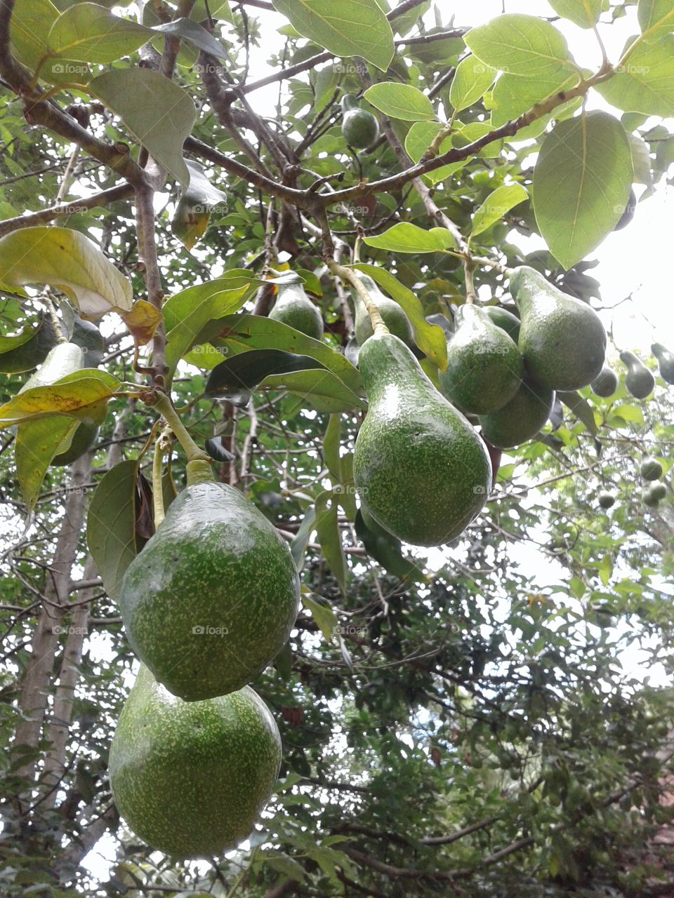 Avacado fruits