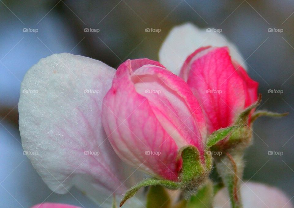 Apple Buds