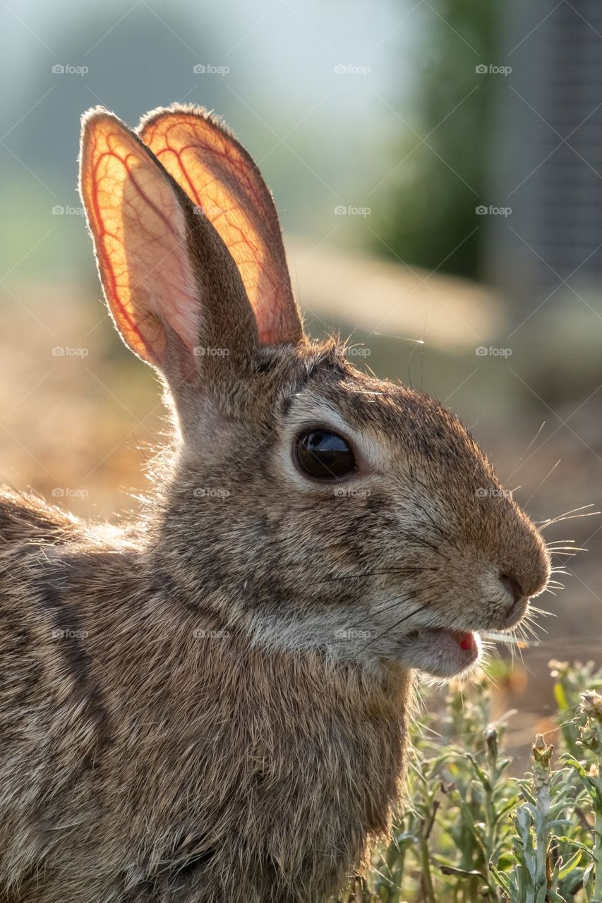 Foap, Flora and Fauna of 2019: A wild Eastern Cottontail (Sylvilagus floridanus) forages for an early morning breakfast. Raleigh, North Carolina. 