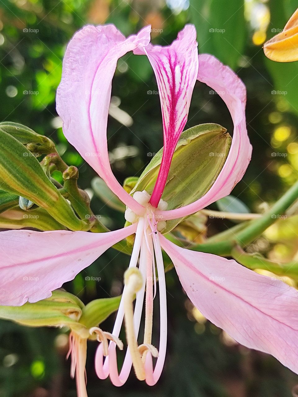 pink flower shot on macro lens of smartphone