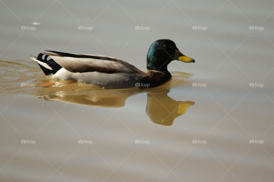 Mallard
