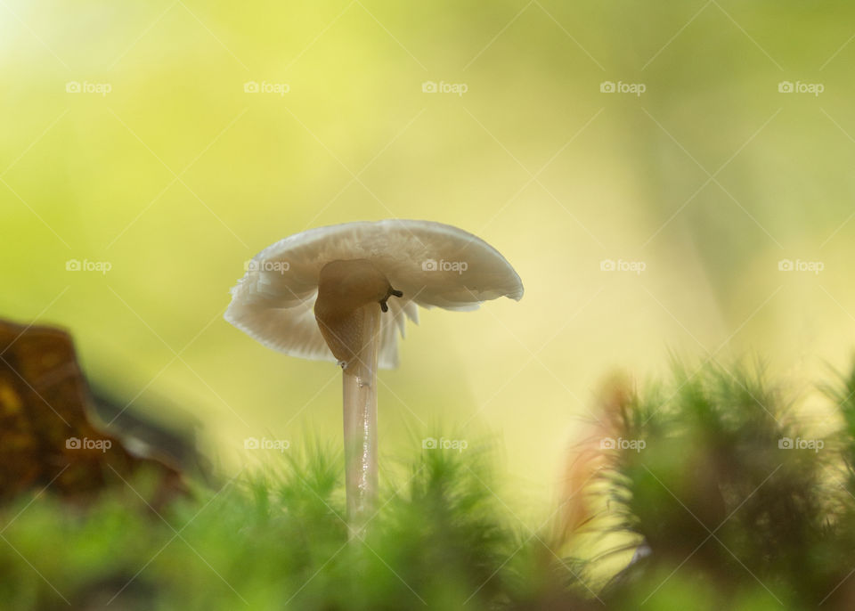 Close-up of snail on mushroom