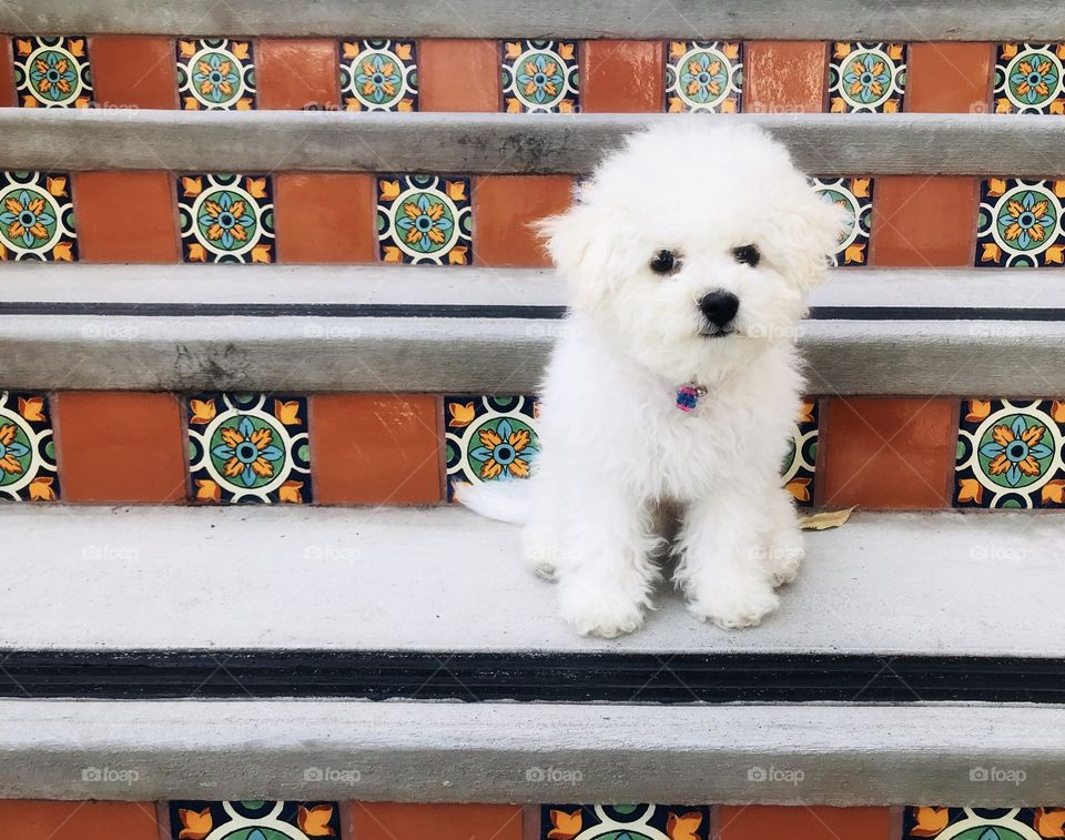 Tiny fluffy white puppy perched upon Spanish mission tile stairs. Bichon baby in southwestern setting.